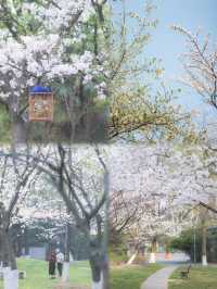 總結了近兩年武漢各個公園櫻花開放時間