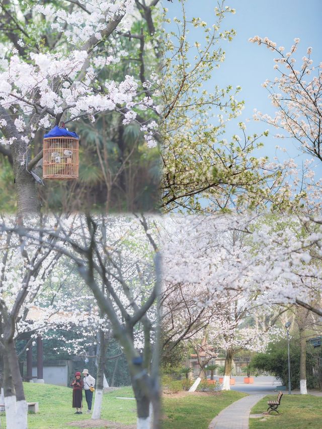 總結了近兩年武漢各個公園櫻花開放時間
