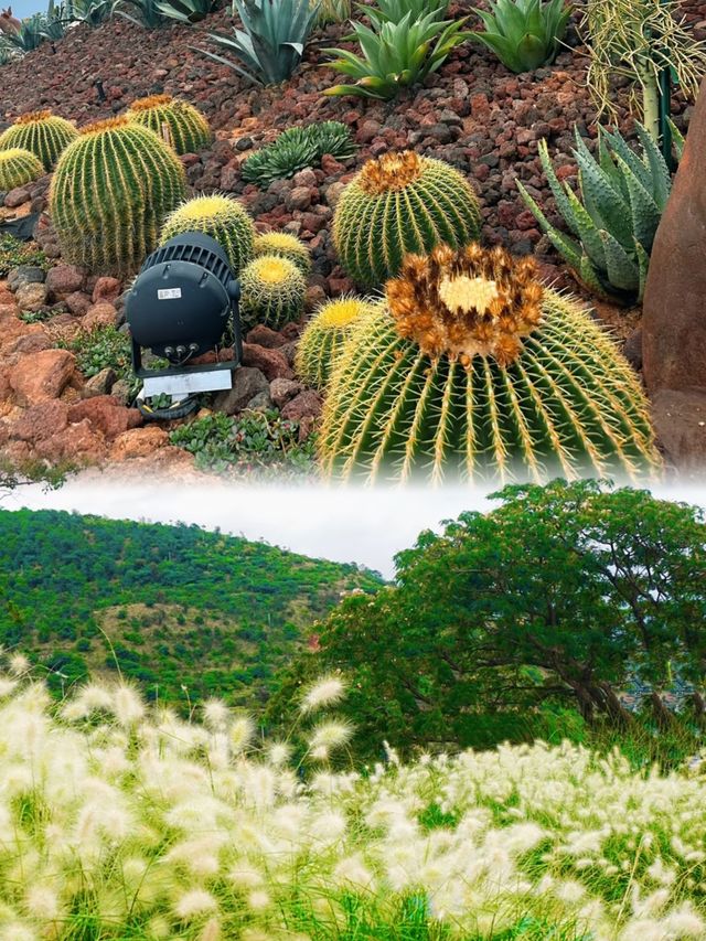 如歌的旅程來到大理一個超級美麗的全生態花園