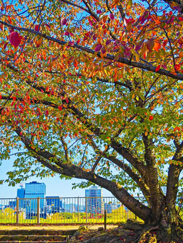 3-Day Japan Winter Travel Guide