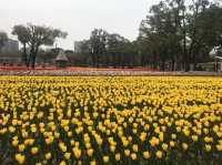 市內公園賞花小攻略