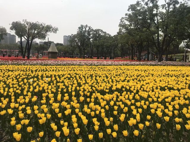 市內公園賞花小攻略