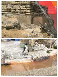 斯凱格內斯：英國的海濱魅力小鎮