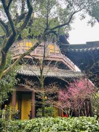 2.22杭州高麗寺梅花實況～