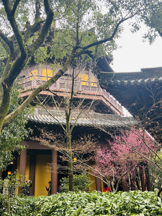 2.22杭州高麗寺梅花實況～