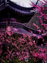 南京賞梅最全攻略來啦！