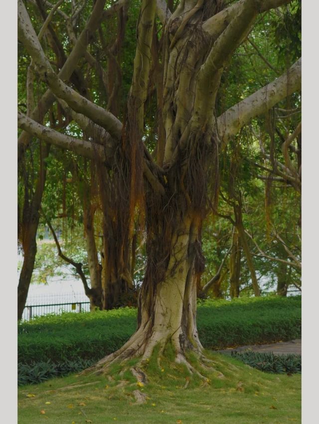 廈門寶藏公園竟然還有人不知道！