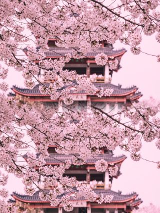 Explore Nagoya, One of Japan's Three Famous Castles