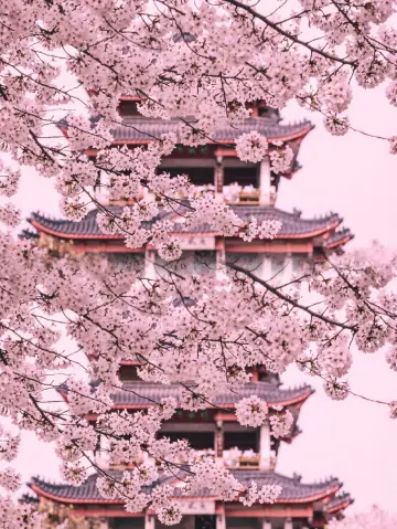 探訪日本三大名城之一名古屋