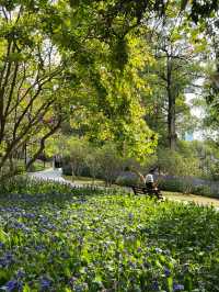 《筆架山公園的紫色奇蹟》