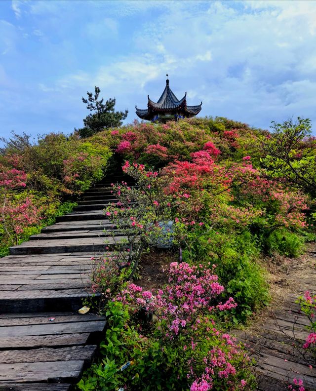 龜峰山的四月不要錯過呀