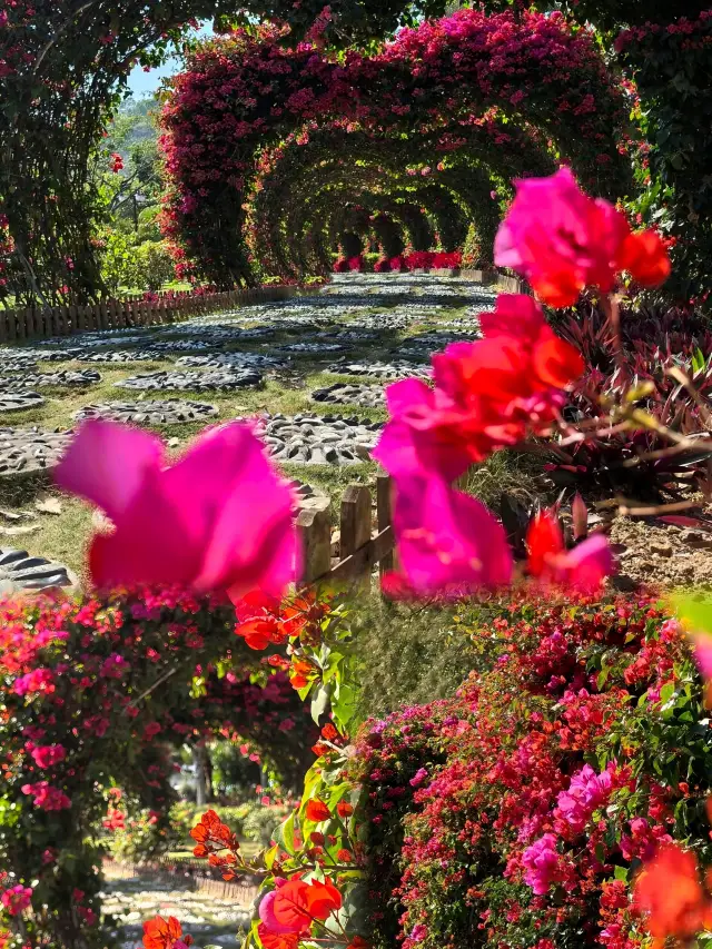 被追問無數次！珠海春日限定浪漫簕杜鵑隧道