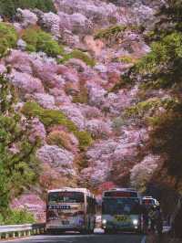 🌸邂逅吉野山，赴一場浪漫櫻花之約