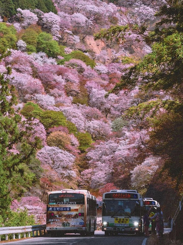 🌸邂逅吉野山，赴一場浪漫櫻花之約