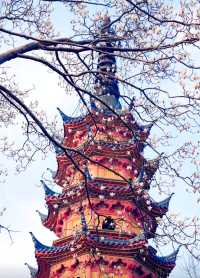 在雙塔，有一種春色叫玉蘭花開