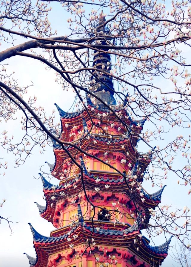 在雙塔，有一種春色叫玉蘭花開