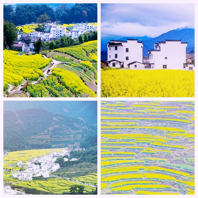 三月賞花地圖 | 奔赴浪漫花海啦！