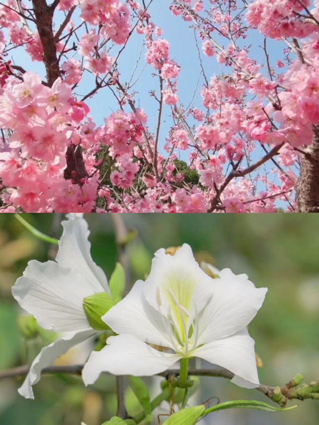 漳州·海洋藍|來東山島奔赴春日浪漫之旅！