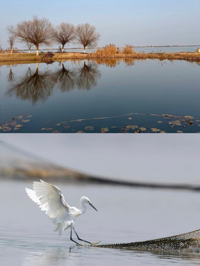解鎖枝江金湖濕地公園，藏在湖北的生態寶藏