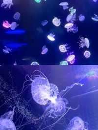 為了這張照片來了一次德州海洋館...