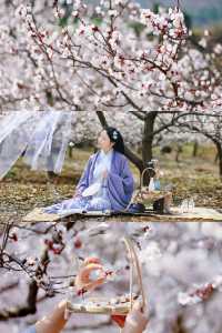 春日花事｜杏花 春日遊，杏花吹滿頭