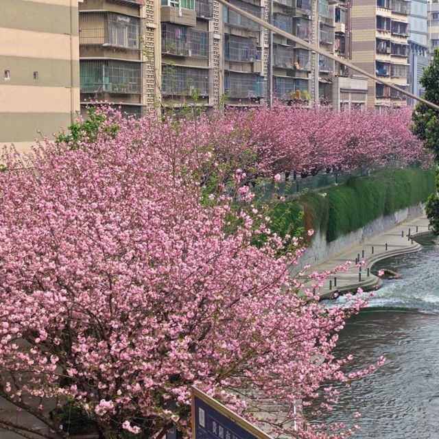 🌸在貴陽，邂逅南明河畔的限定浪漫