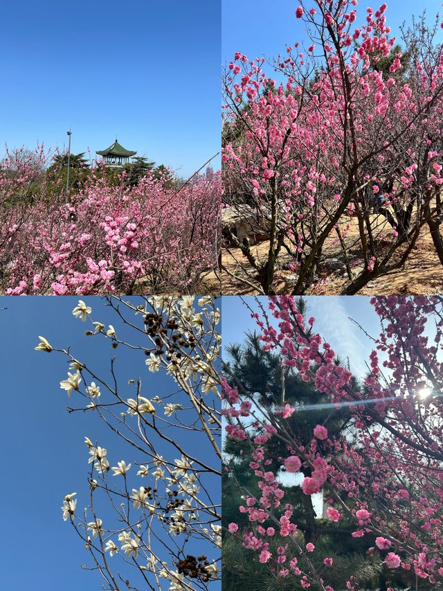 被追問無數次嘅煙台賞花攻略，春日必睇