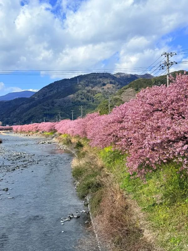 河津桜の美しさに感動！