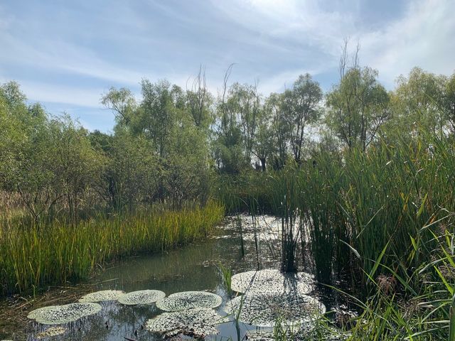 鶴鳴湖公園・濕地仙境的生態詩篇