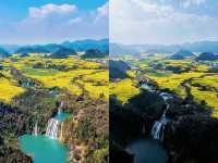 墜入金色海洋·雲南羅平油菜花