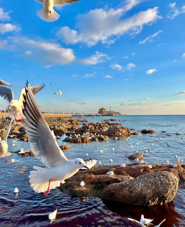 You've gotta go to Qingdao and feel the ocean breeze.
