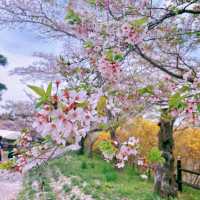 🌸白石川堤一目千本櫻，這趟真不虛此行！