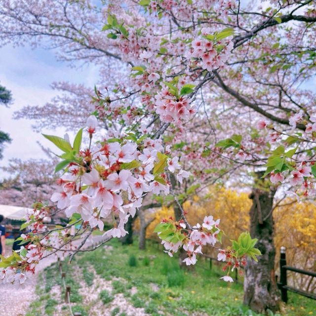 🌸白石川堤一目千本櫻，這趟真不虛此行！
