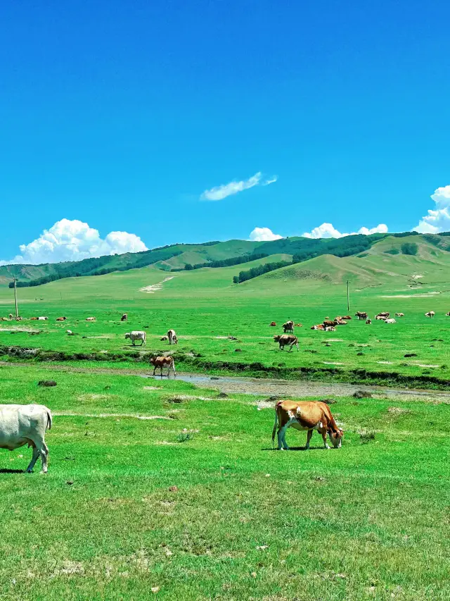 Ulan Butong–Saihanba: A 2-Day Photography-Focused Itinerary