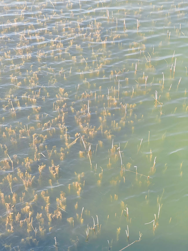鄭州踏春好地方，一定要來蝶湖！