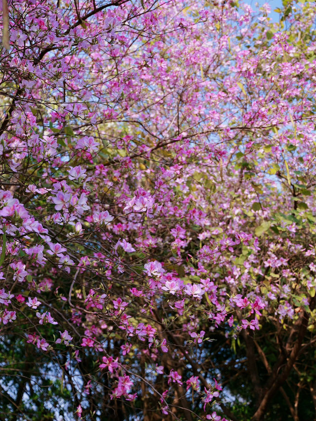 中山—港口大道依水樓書畫院的紫荊花盛景