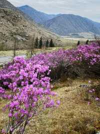 Purple mountains 
