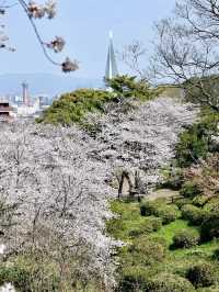 四季流轉，靜觀城市之巔——西公園與大濠公園