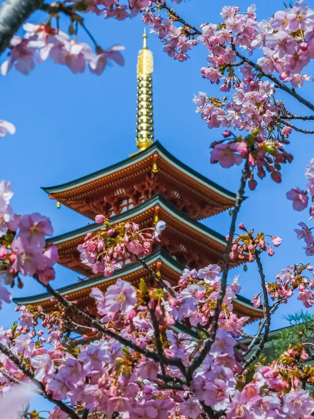 福岡賞櫻全攻略：海濱都市的春日櫻花浪漫！