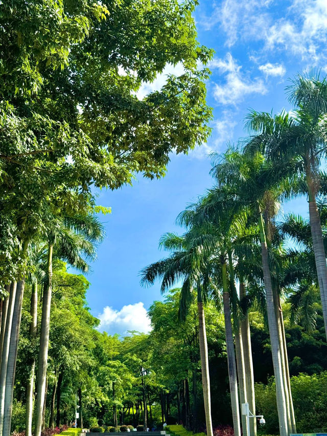 南山公園,超級愜意的深圳城市綠洲✨ 南山公園,超級愜意的深圳城市綠洲✨