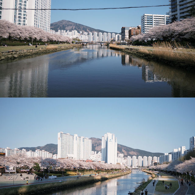 藏不住啦！溫泉山公園櫻花美出圈🌸