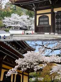 日本追櫻之旅｜京都櫻花最新情報