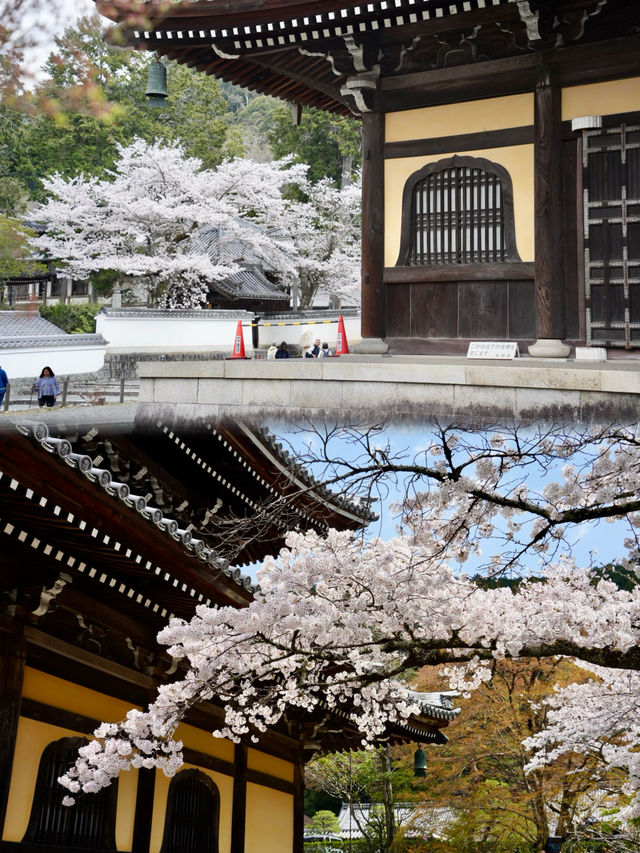 日本追櫻之旅｜京都櫻花最新情報