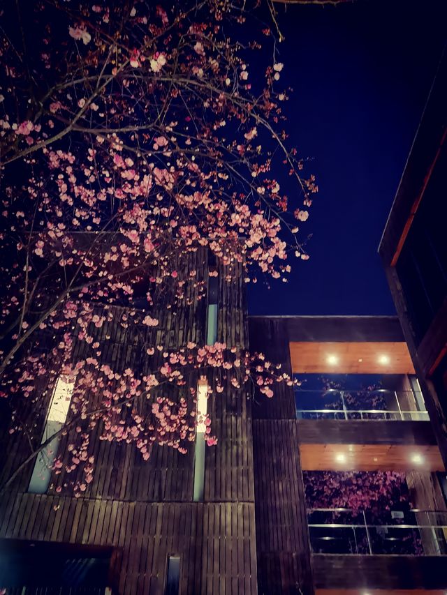 昆明賞櫻秘境！和念半山森林酒店，浪漫到窒息