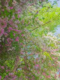 在園博園，看到了春日賞花天花板