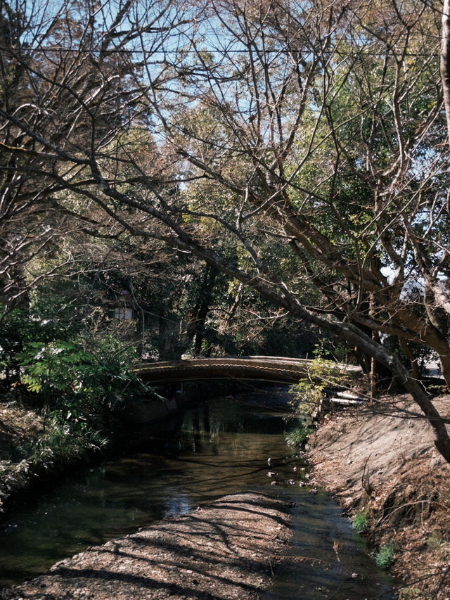 久米島町五枝之松公園賞櫻攻略：粉色花海✨