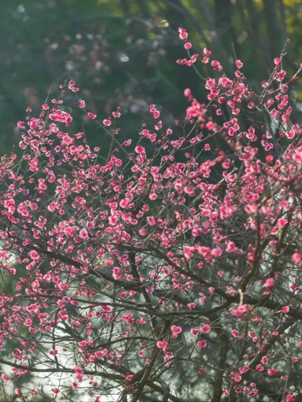 梅花山超全攻略 | 帶你玩轉絕美仙境