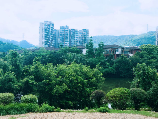 深圳隱藏版世外桃源！豐澤湖超全攻略，Citywalk吸氧必去🌳
