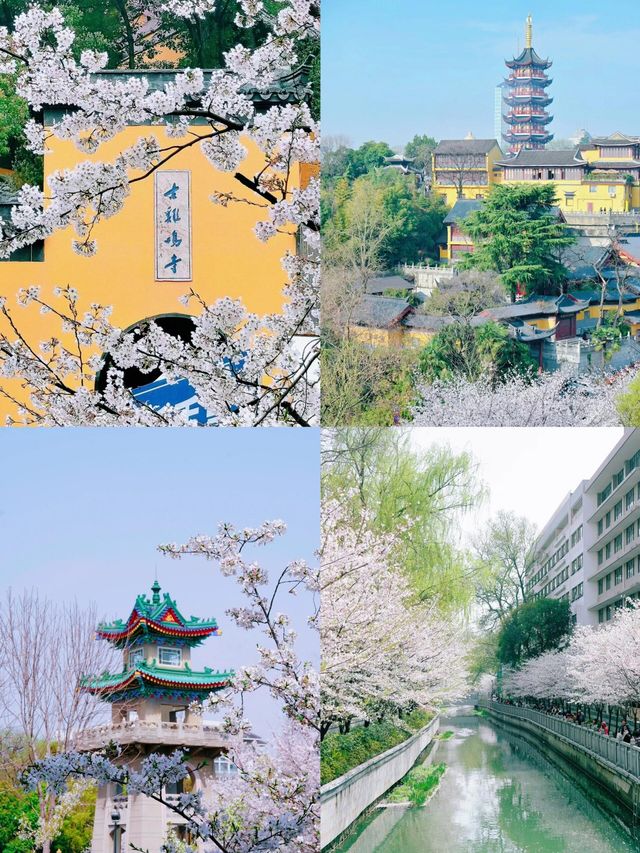 南京櫻花季 春日頂流浪漫