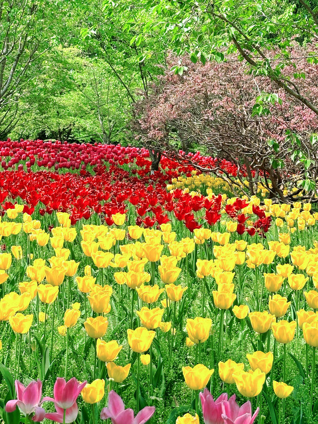 春日限定|杭州太子灣公園桃花觀賞攻略